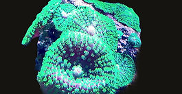 Ultra toxic green mushrooom corals for sale uk