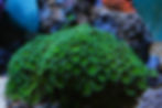 Toxic green nuclear palythoa