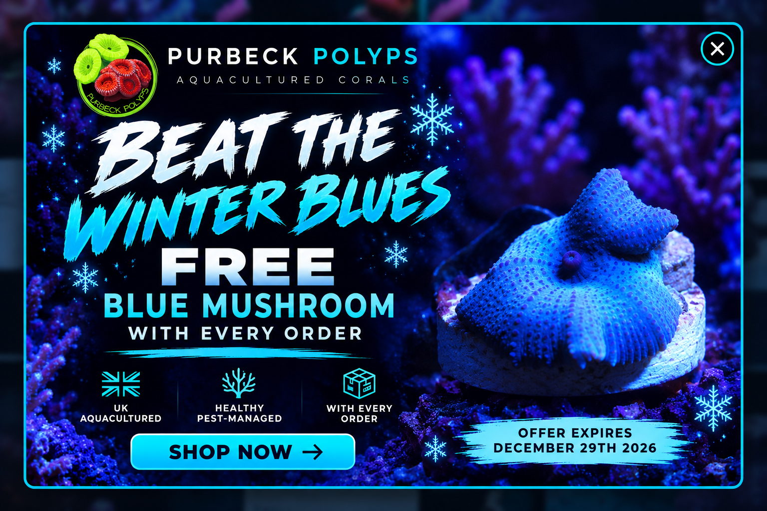 Purbeck Polyps Beat the Winter Blues. Free Blue Mushroom Coral with every order. Offer expires 29 December 2026.