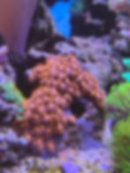 Orange oxide zoanthids