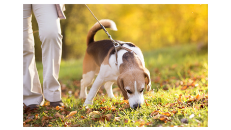 The Joy of Sniffari: How Scent Walks Enrich Your Dog's Life