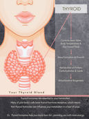 Thyroid