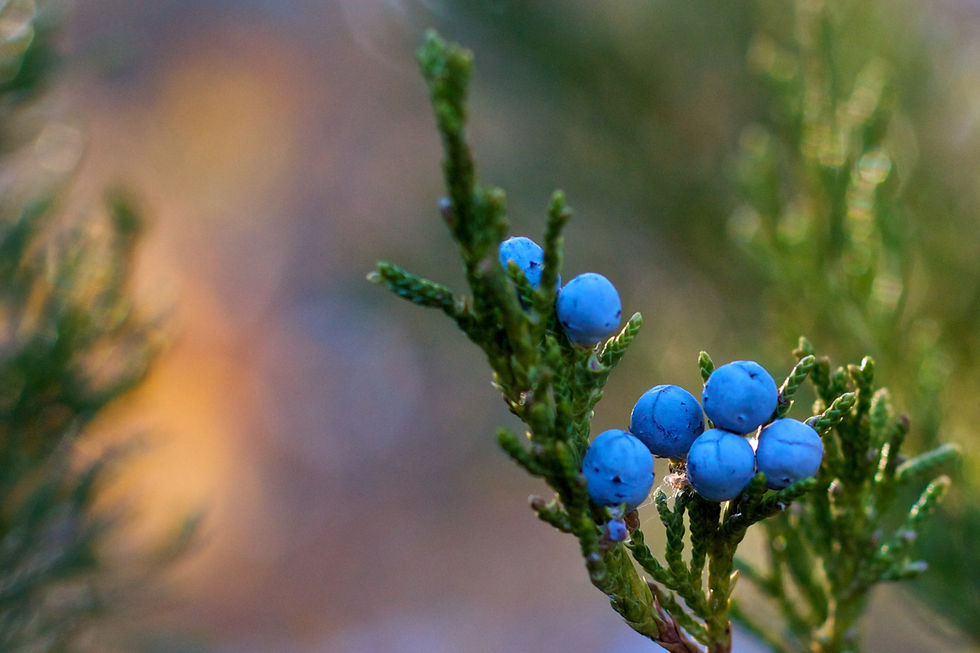 tree-nature-branch-blossom-bokeh-plant-356720-pxhere.com.jpg