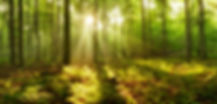 forest.jpeg