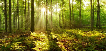 forest.jpeg