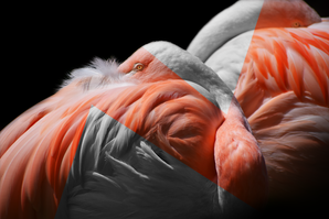flamingo2re.png