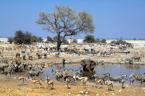 WPanimals-at-watering-hole-at-Etosha.jpg