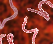 Untitled design (1).png