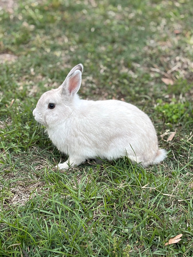 Field F Rabbits a field guide to being open