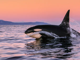 Hopeful Horizons: Reflections on 2023 and the Power of Art, Culture, and Conservation