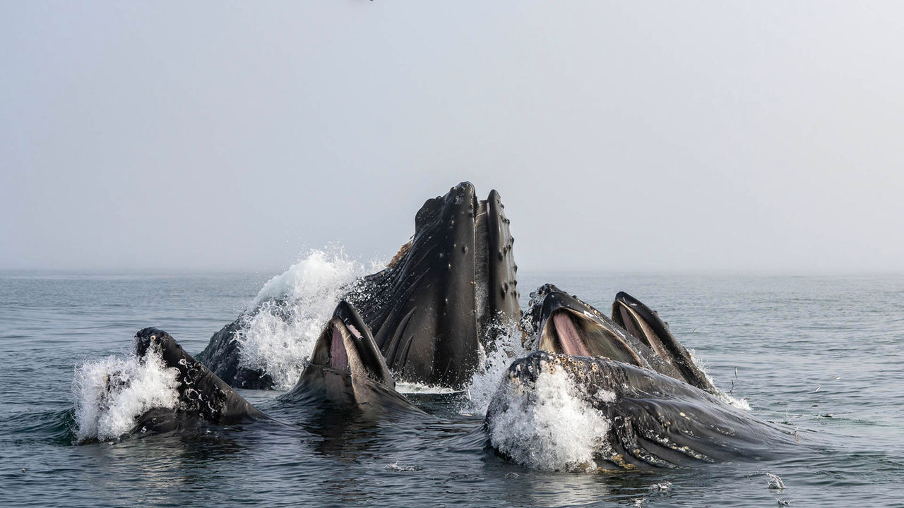 Earth Echo2.025.jpeg