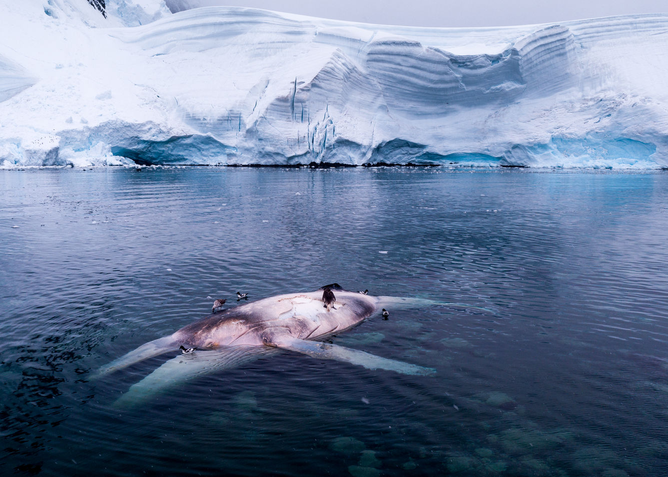 INSPIRE_DEAD_HUMPBACK_170215_A208.jpg