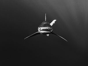 Mastering the Art of Monochrome