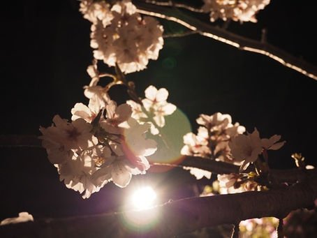 平草原の夜桜２０２６