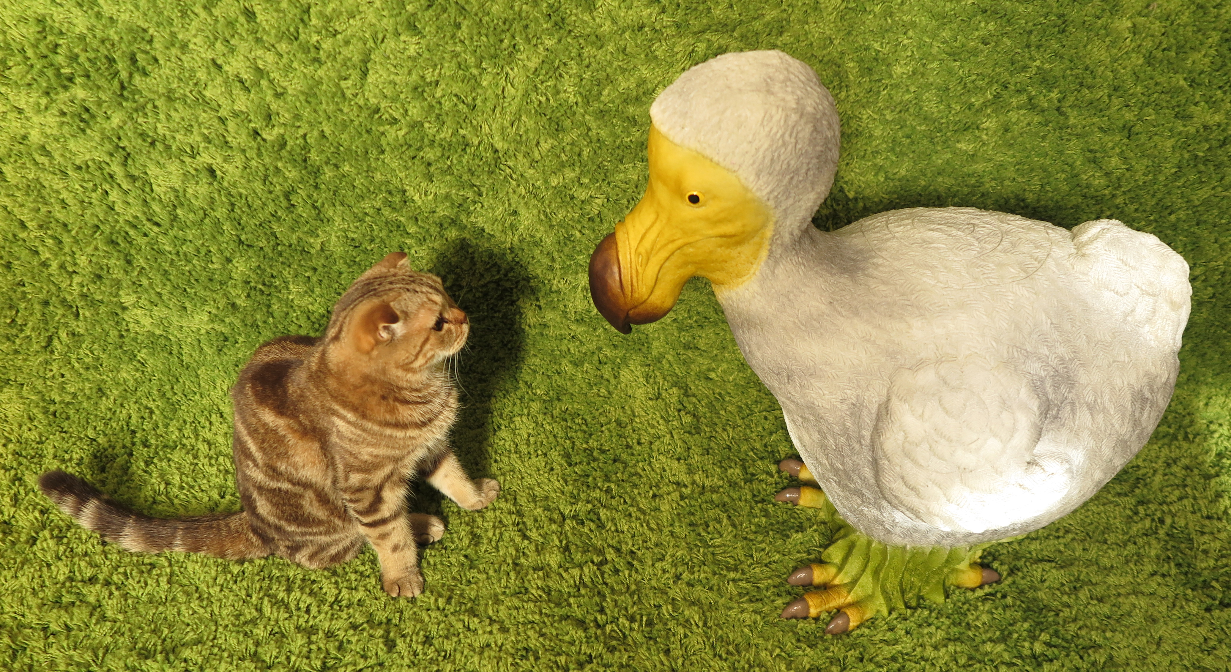 Птица додо вверх. Dodo 3. Птица додо на белом фоне. Dodo 3. Бурбонский дронт.