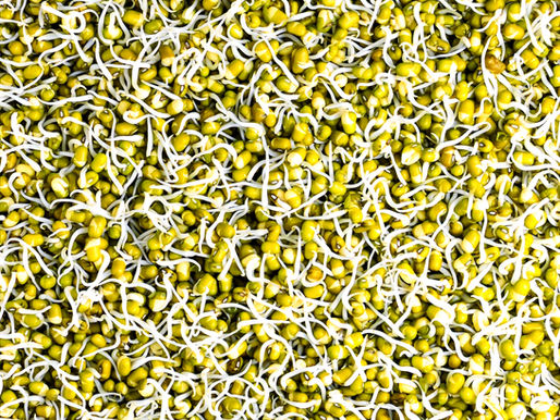 Sprouting Legumes and Wholegrains: A Nutritional Powerhouse