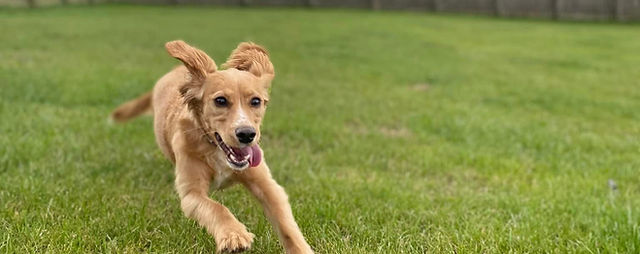 Terms and Conditions | Highwood Boarding Kennels