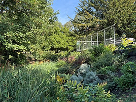 Overgrown moat garden being restored by Susan Young Garden Design with cleared banks, stepping stones, new shrubs and damp-loving perennial planting.