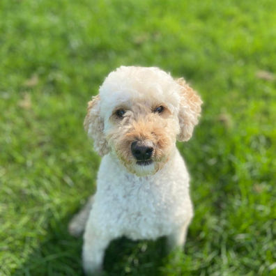 Dog enjoying the outdoors at Highwood Boarding Kennels