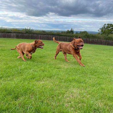 Dogs enjoying the outdoors at Highwood Boarding Kennels