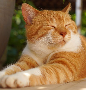 KILL CAT EMBLEM.jpg