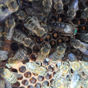 Bienenköniging und Bienenvolk