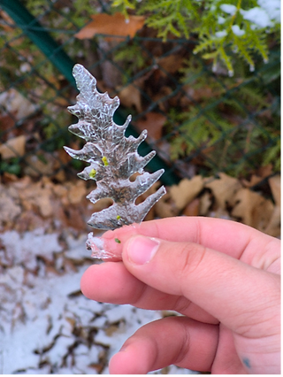 Blatt im Winter