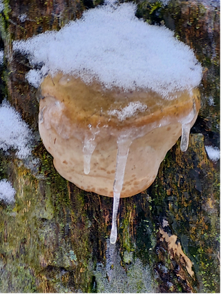 Eiszapfen