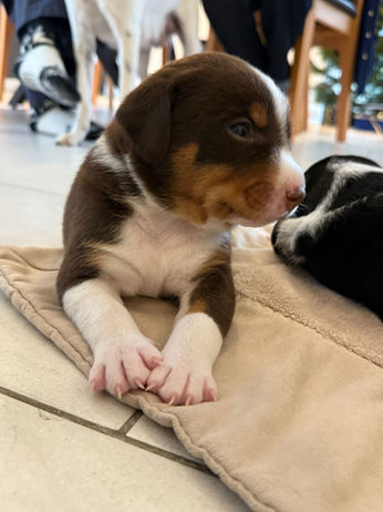 Schilthund,
Schilthunde Zucht,
Schilthund, Familienhund,
vielseitiger Hund,
Treibhund Schweiz, Suchhund Schweiz,
Appenzeller Sennenhund