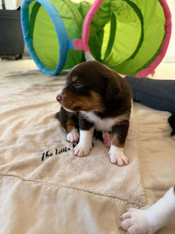 Schilthund,
Schilthunde Zucht,
Schilthund, Familienhund,
vielseitiger Hund,
Treibhund Schweiz, Suchhund Schweiz,
Appenzeller Sennenhund