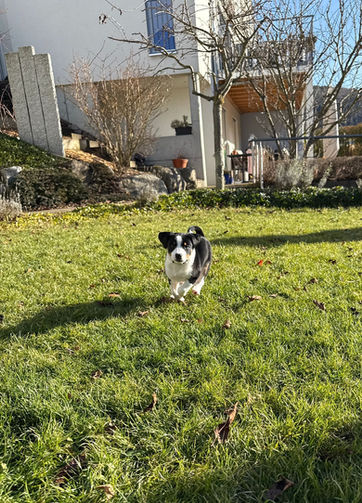 Schilthund,
Schilthunde Zucht,
Schilthund, Familienhund,
vielseitiger Hund,
Treibhund Schweiz, Suchhund Schweiz,
Appenzeller Sennenhund