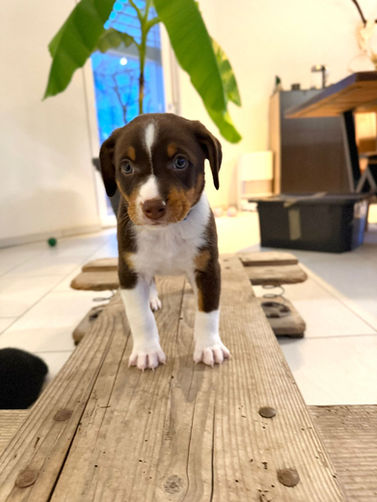 Schilthund,
Schilthunde Zucht,
Schilthund, Familienhund,
vielseitiger Hund,
Treibhund Schweiz, Suchhund Schweiz,
Appenzeller Sennenhund