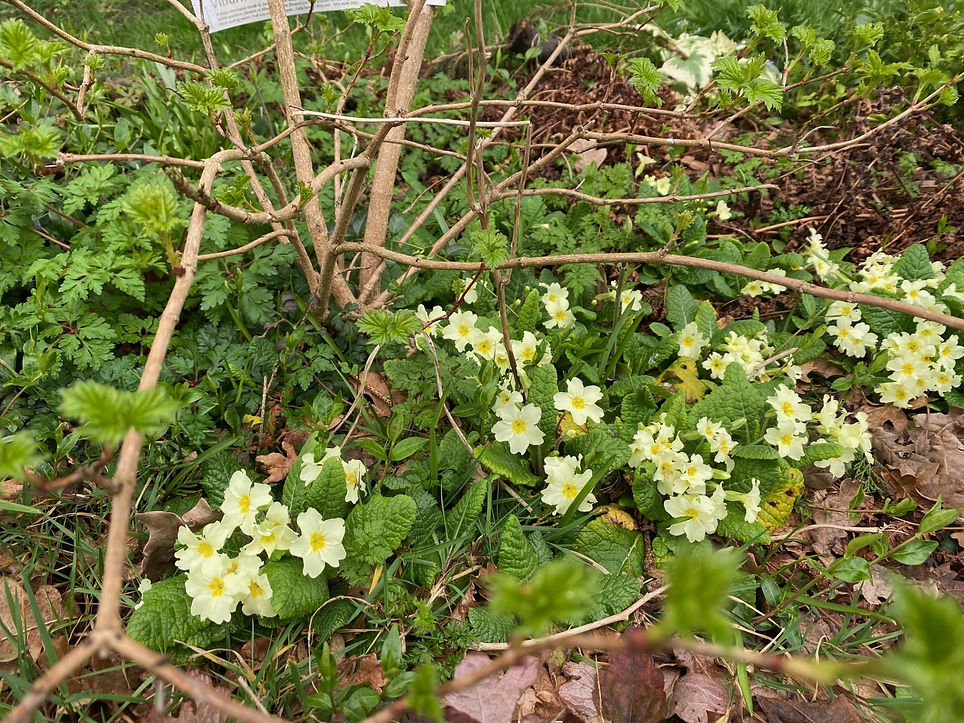 primulas.jpg