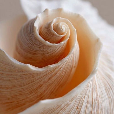 The Inconvinent Truth About Healing Sexuality That Most practitioners Are not Trained to Handle