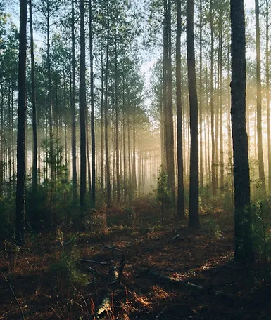 Image by Steven Kamenar.webp