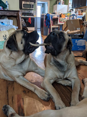 Mastiffs chewing a bone