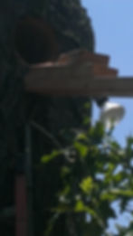 Shade-Guard tree shade structure