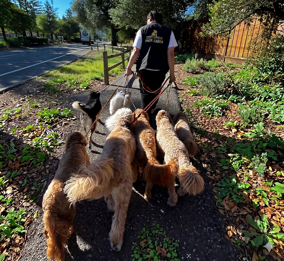 Why Your Dog Might Need More Than Just A Walk