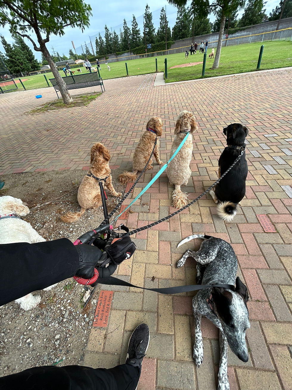 Gentleman's Paw pack at a Dog Park in Saratoga