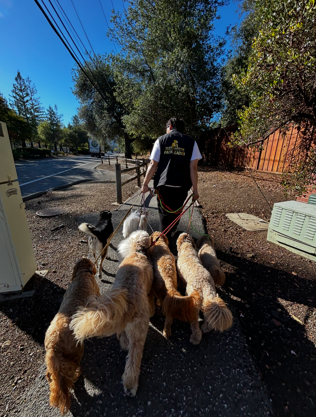 Pack Walk — Single Session