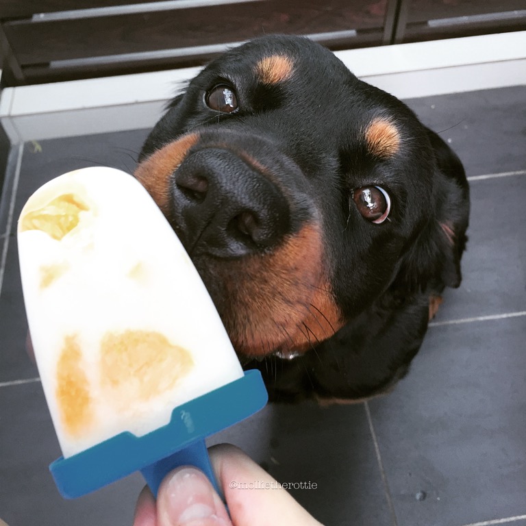 Image result for rottweiler treats
