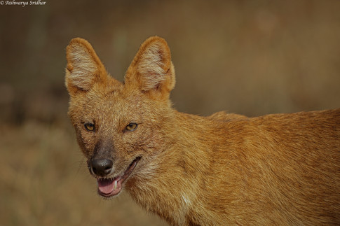 wild dog_5898.JPEG