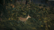 Chital_5781.jpeg