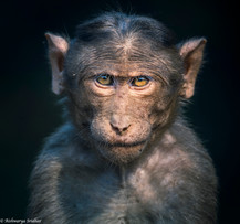Bonnet Macaque_5071.jpeg