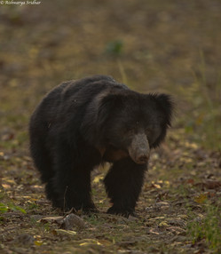 sloth bear_3795.jpeg