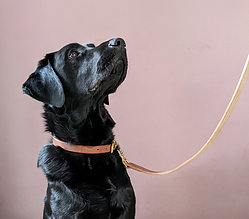 Dog lead