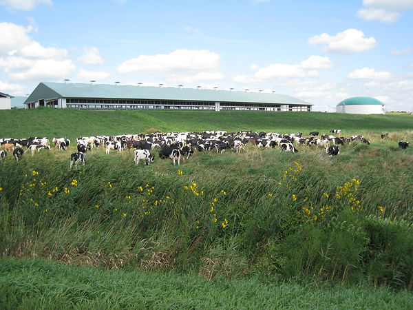 cowss.JPG