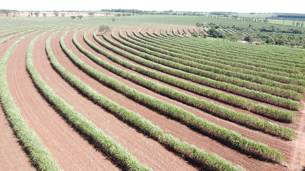 Quais os 3 principais segredos de um plantio de canavial de alta produtividade?