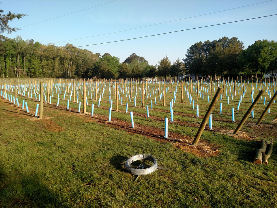 2022 Newly planted Chardonel acre.jpg