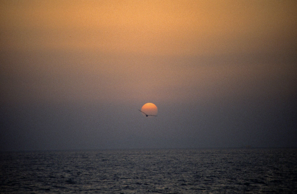 bird sunset original.jpg